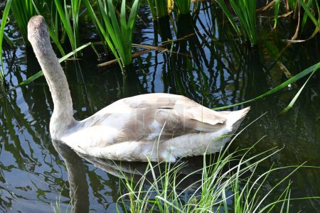 Foto de Hermoso cisne en el lago, la naturaleza - Imagen libre de derechos