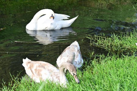 Foto de Hermosos cisnes en el lago, la naturaleza - Imagen libre de derechos