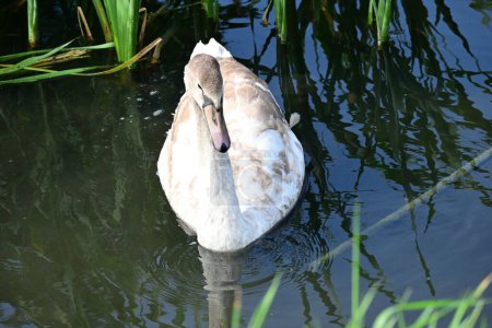 Photo for Beautiful swan on the lake, nature - Royalty Free Image