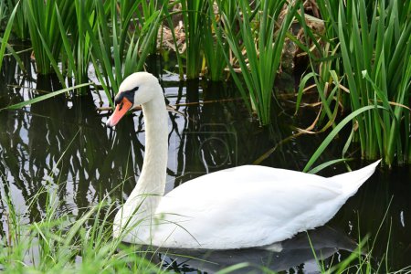 Photo for Beautiful swan on the lake, nature and fauna concept - Royalty Free Image