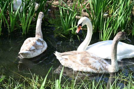 Foto de Hermosos cisnes en el lago, la naturaleza y el concepto de fauna - Imagen libre de derechos