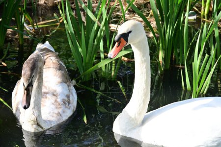 Foto de Hermosos cisnes en el lago, la naturaleza y el concepto de fauna - Imagen libre de derechos