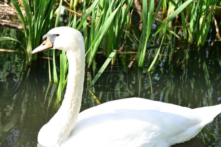 Foto de Hermoso cisne en el lago, la naturaleza y la fauna concepto - Imagen libre de derechos