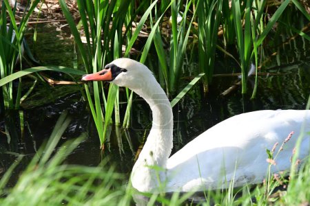 Foto de Hermoso cisne en el lago, la naturaleza y la fauna concepto - Imagen libre de derechos