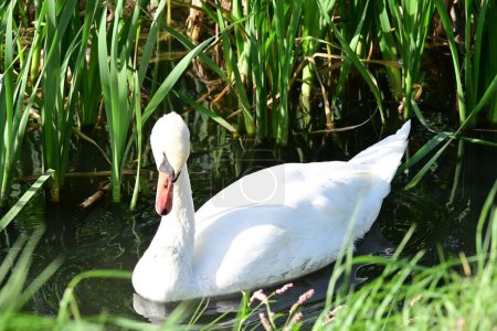 Photo for Beautiful swan on the lake, nature and fauna concept - Royalty Free Image