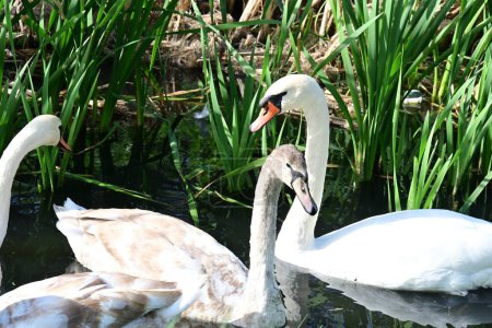 Photo for Beautiful swans on the lake, nature and fauna concept - Royalty Free Image