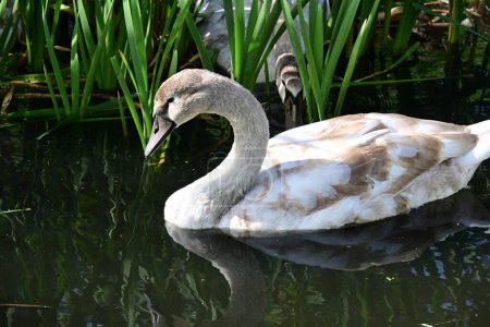 Téléchargez les photos : Beaux cygnes sur le lac, la nature et la faune concept - en image libre de droit
