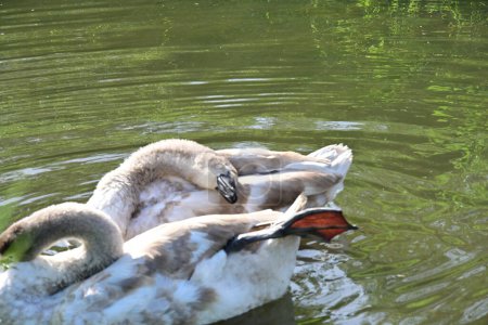 Téléchargez les photos : Beaux cygnes sur le lac, la nature et la faune concept - en image libre de droit