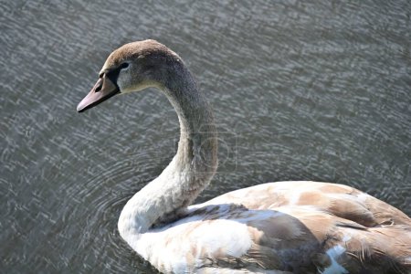 Photo for Beautiful swan on the lake, flora and fauna - Royalty Free Image