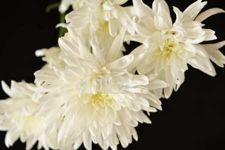 Photo for Beautiful  chrysanthemums, flowers, close up view - Royalty Free Image