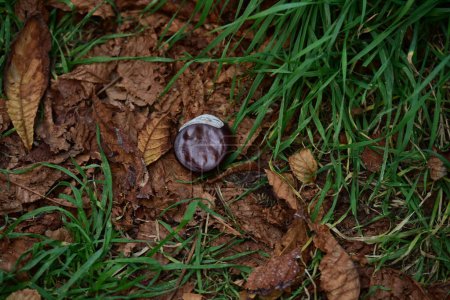 Foto de Castaño caído y hojas de otoño en el suelo - Imagen libre de derechos