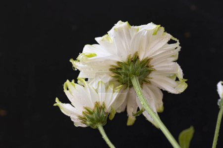 Téléchargez les photos : Beaux chrysanthèmes, fleurs, vue rapprochée - en image libre de droit