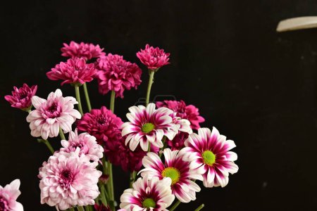 Téléchargez les photos : Belles fleurs de chrysanthèmes, vue rapprochée - en image libre de droit