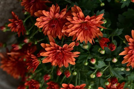 Téléchargez les photos : Gros plan de fleurs de chrysanthème orange dans le jardin. - en image libre de droit