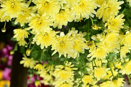 Téléchargez les photos : Chrysanthèmes jaunes fleurissant dans un parc en été - en image libre de droit