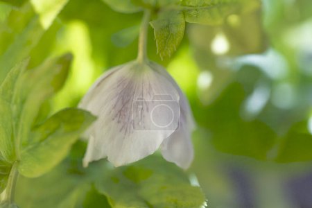 Foto de Primer plano de flor blanca en el jardín - Imagen libre de derechos