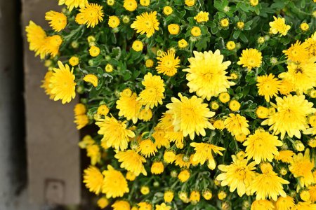 Foto de Flores de crisantemo amarillo en el jardín - Imagen libre de derechos