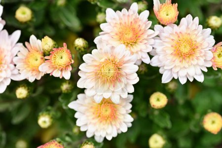 Téléchargez les photos : Chrysanthèmes fleurs belles plantes d'automne. - en image libre de droit