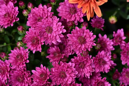 Foto de Crisantemos en el jardín - Imagen libre de derechos