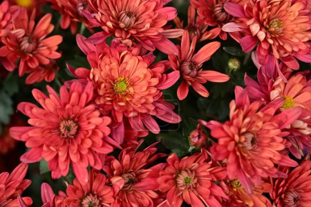 Foto de Flores de crisantemo rojo de cerca - Imagen libre de derechos