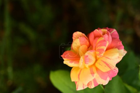 Téléchargez les photos : Close - vue en gros plan de la belle rose en fleurs - en image libre de droit