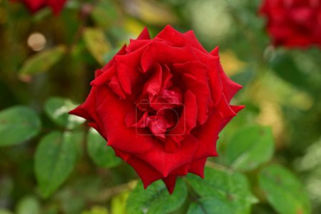 Foto de Primer plano de rosa roja en el jardín - Imagen libre de derechos
