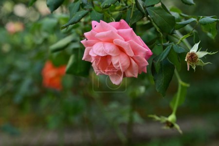 Foto de Hermosa rosa creciendo en el jardín - Imagen libre de derechos