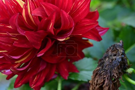 Photo for Beautiful red flower in the garden - Royalty Free Image