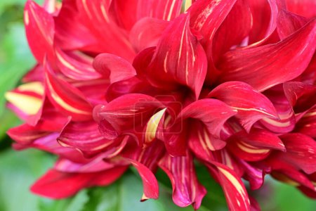 Photo for The flower of a dahlia in the garden - Royalty Free Image