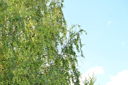 Téléchargez les photos : Branches d'arbres sur le fond bleu ciel - en image libre de droit