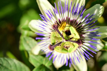 Téléchargez les photos : Fleur, beau plan botanique, fond d'écran naturel - en image libre de droit