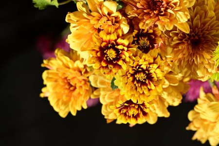 Foto de Primer plano de hermosas flores, concepto de la naturaleza - Imagen libre de derechos