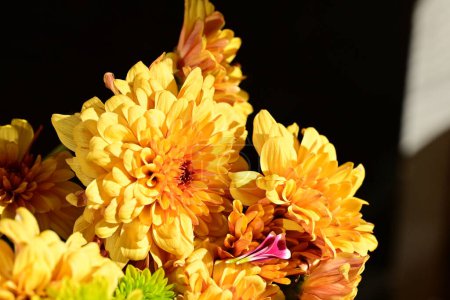Foto de Hermoso ramo de crisantemos brillantes sobre fondo oscuro, vista de cerca - Imagen libre de derechos