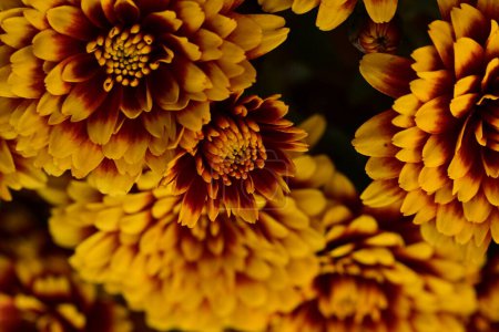 Foto de Hermosas flores de color naranja sobre fondo oscuro, vista de cerca - Imagen libre de derechos