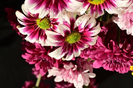 Téléchargez les photos : Belles fleurs de chrysanthèmes, vue rapprochée - en image libre de droit