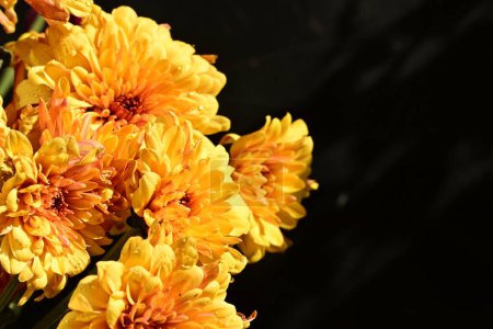 Foto de Hermosas flores de color naranja sobre fondo oscuro, vista de cerca - Imagen libre de derechos