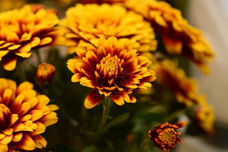 Foto de Hermoso fondo de flores anaranjadas, vista cercana - Imagen libre de derechos