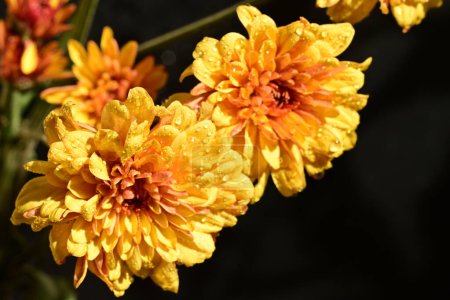 Foto de Hermosas flores de crisantemos, vista de cerca - Imagen libre de derechos