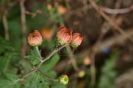 Foto de Hermosos crisantemos, brotes, vista de cerca - Imagen libre de derechos
