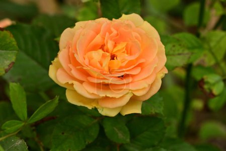 Téléchargez les photos : Belle fleur, rose poussant dans le jardin, flore naturelle - en image libre de droit