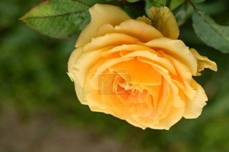 Téléchargez les photos : Rose jaune dans le jardin - en image libre de droit