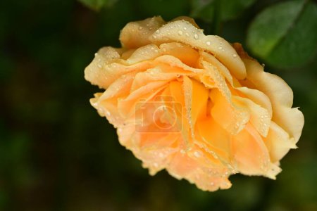 Téléchargez les photos : Belle fleur, rosier dans le jardin, nature - en image libre de droit