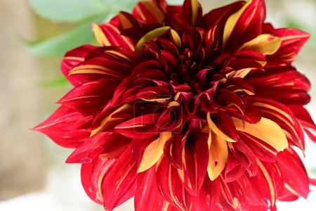 Téléchargez les photos : Belle fleur poussant dans le jardin, flore naturelle - en image libre de droit