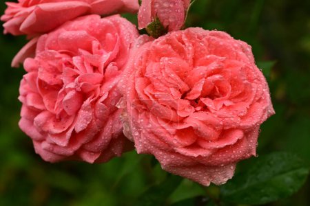 Photo for Beautiful pink rose flowers in the garden - Royalty Free Image