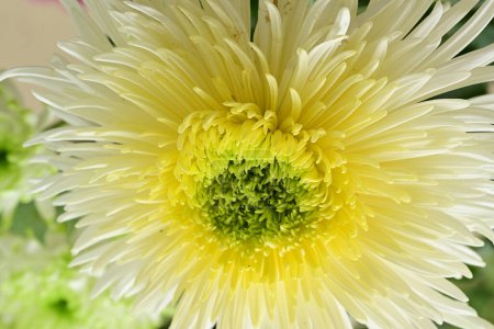 Téléchargez les photos : Vue rapprochée de la belle fleur en fleurs - en image libre de droit