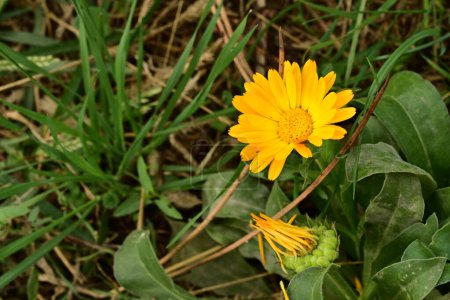 Foto de Flor amarilla en el jardín - Imagen libre de derechos