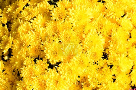 Beautiful  chrysanthemums,  flowers, close up view