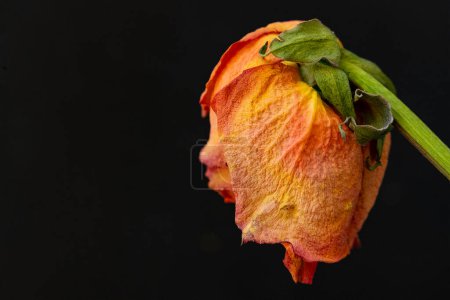Téléchargez les photos : Gros plan d'une fleur rouge fanée - en image libre de droit