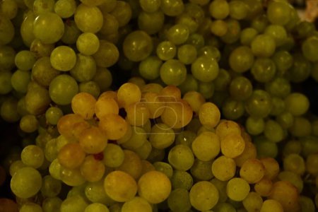 Téléchargez les photos : Gros plan d'un bouquet de raisins verts - en image libre de droit