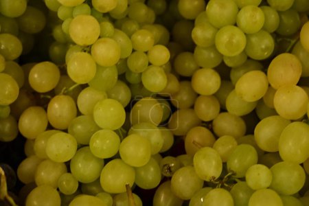 Photo for Bunch of grapes in vineyard - Royalty Free Image